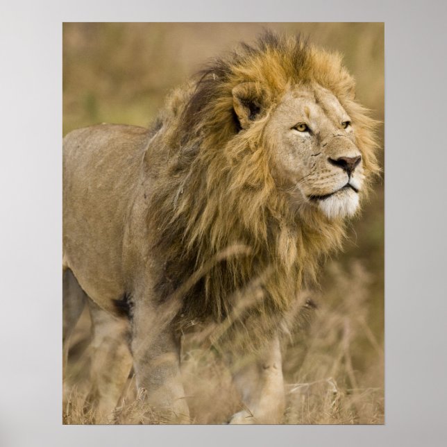 Afrika. Tansania Male Lion in Ngorongoro Poster (Vorne)