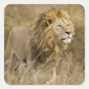 Afrika. Tansania Male Lion in Ngorongoro Quadratischer Aufkleber