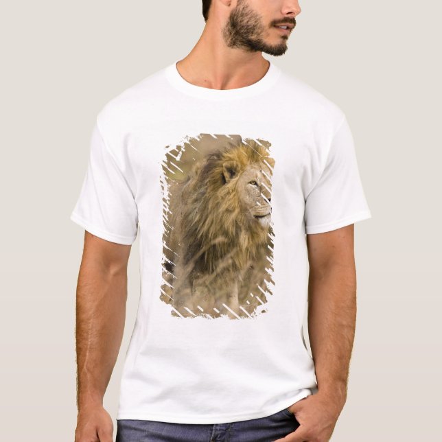 Afrika. Tansania Male Lion in Ngorongoro T-Shirt (Vorderseite)