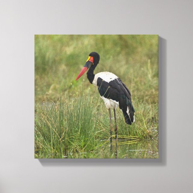 Afrika. Tansania Male Saddle-Lakai Stork Leinwanddruck (Vorderseite)