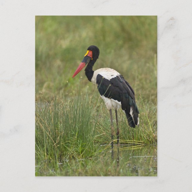 Afrika. Tansania Male Saddle-Lakai Stork Postkarte (Vorderseite)