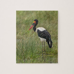 Afrika. Tansania Male Saddle-Lakai Stork Puzzle