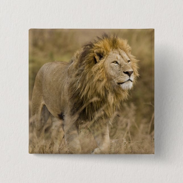 Afrika. Tansania. Männlicher Löwe am Ngorongoro Button (Vorderseite)
