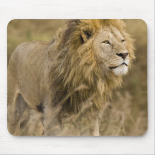 Afrika. Tansania. Männlicher Löwe am Ngorongoro Mousepad
