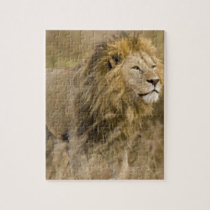 Afrika. Tansania. Männlicher Löwe am Ngorongoro Puzzle