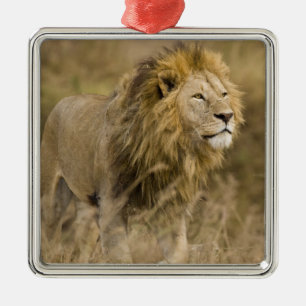 Afrika. Tansania. männlicher Löwe am Ngorongoro Silbernes Ornament
