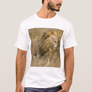 Afrika. Tansania. Männlicher Löwe am Ngorongoro T-Shirt