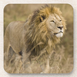 Afrika. Tansania. Männlicher Löwe am Ngorongoro Untersetzer