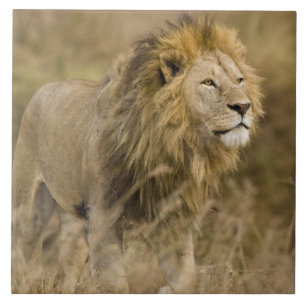 Afrika. Tansania. Männlicher Löwe bei Ngorongoro Fliese