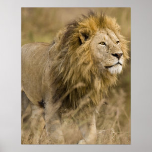 Afrika. Tansania. Männlicher Löwe bei Ngorongoro Poster