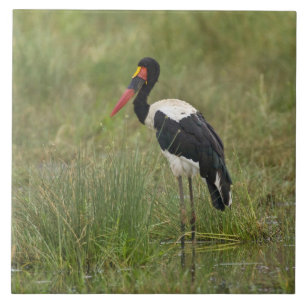 Afrika. Tansania. Männlicher Sattelstorch Fliese