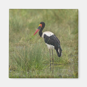 Afrika. Tansania. Männlicher Sattelstorch Magnet