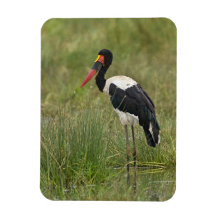 Afrika. Tansania. Männlicher Sattelstorch Magnet
