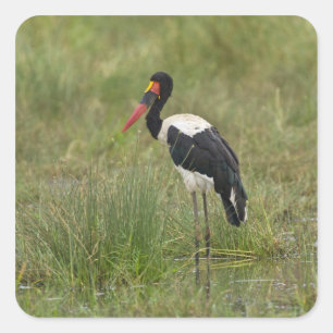 Afrika. Tansania. Männlicher Sattelstorch Quadratischer Aufkleber