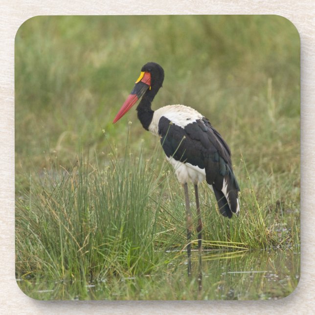 Afrika. Tansania. Männlicher Sattelstorch Untersetzer (Vorderseite)