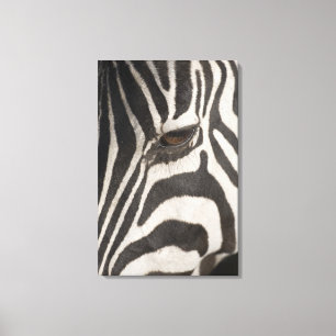 'Afrika, Tansania, Ngorongoro Erhaltung Area Leinwanddruck