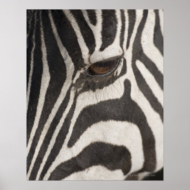 "Afrika, Tansania, Schutzgebiet Ngorongoro" Poster (Vorne)