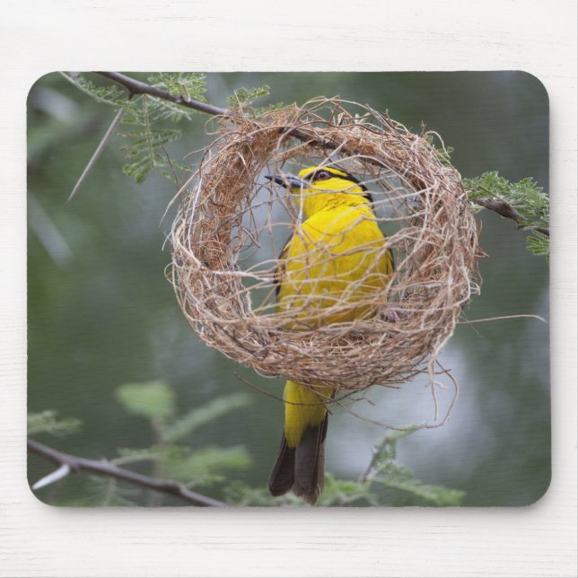 Afrika. Tansania Schwarzer Necked Weaver Mousepad (Vorne)