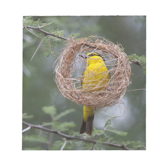 Afrika. Tansania Schwarzer Necked Weaver Notizblock (Vorderseite)