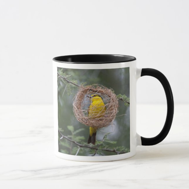 Afrika. Tansania Schwarzer Necked Weaver Tasse (Rechts)