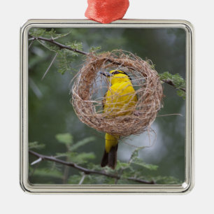Afrika. Tansania. Schwarzhalsweber-Weibchen Silbernes Ornament