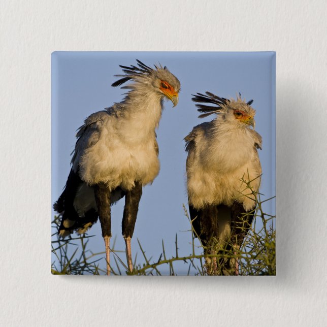Afrika. Tansania Secretary Birds at Ndutu Button (Vorderseite)