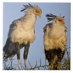 Afrika. Tansania Secretary Birds at Ndutu Fliese
