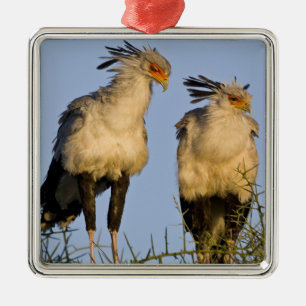 Afrika. Tansania Secretary Birds at Ndutu Silbernes Ornament