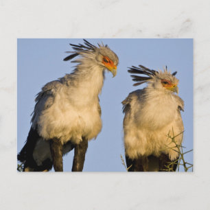 Afrika. Tansania. Sekretärvögel in Ndutu Postkarte