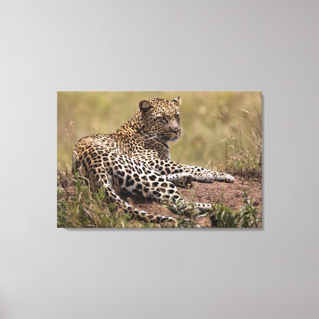 Afrika, Tansania, Serengeti. Leopard Leinwanddruck (Vorderseite)