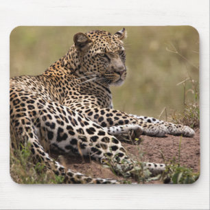 Afrika, Tansania, Serengeti. Leopard Mousepad