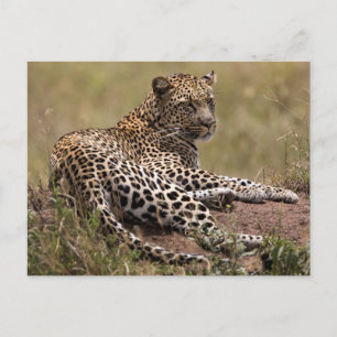 Afrika, Tansania, Serengeti. Leopard Postkarte