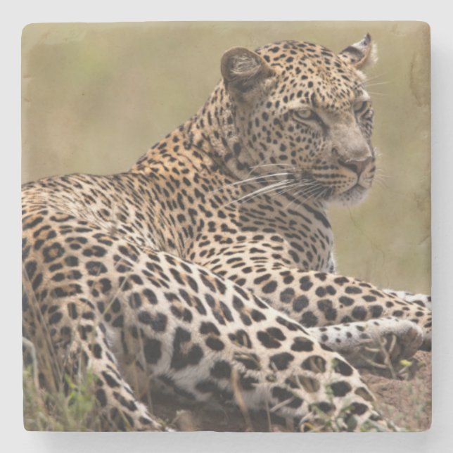 Afrika, Tansania, Serengeti. Leopard Steinuntersetzer (Vorderseite)