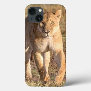 Afrika, Tansania, Serengeti. Löwe und Löwin iPhone 13 Hülle