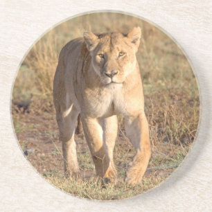Afrika, Tansania, Serengeti. Löwe und Löwin Sandstein Untersetzer