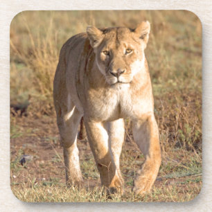 Afrika, Tansania, Serengeti. Löwe und Löwin Untersetzer