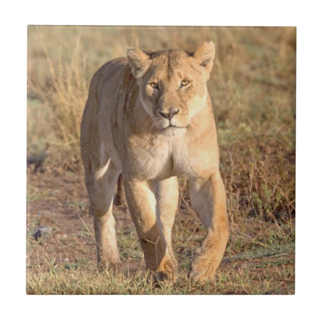 Afrika, Tansania, Serengeti. Löwen und Löwen Fliese (Vorderseite)