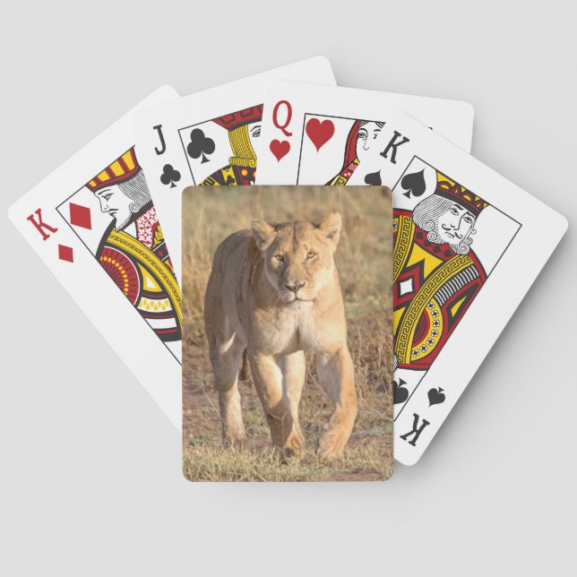 Afrika, Tansania, Serengeti. Löwen und Löwen Spielkarten (Rückseite)
