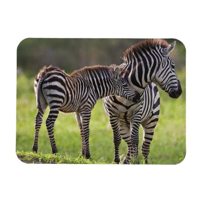 Afrika. Tansania. Steppenzebra-Mutter und -Baby Magnet (Horizontal)