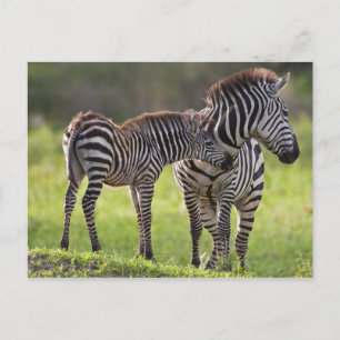 Afrika. Tansania. Steppenzebra-Mutter und -Baby Postkarte