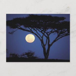 Afrika, Tansania, Tarangire. Akazienbaum in Postkarte