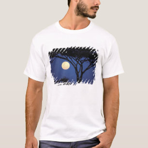 Afrika, Tansania, Tarangire. Akazienbaum in T-Shirt