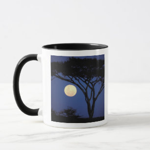 Afrika, Tansania, Tarangire. Akazienbaum in Tasse