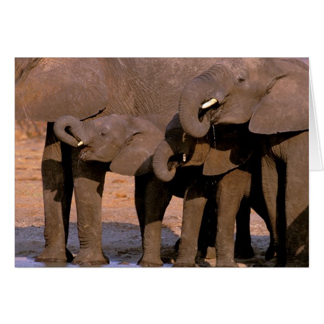 Afrika, Tansania, Tarangire-Nationalpark. (Vorderseite (Horizontal))