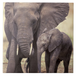 Afrika, Tansania, Tarangire-Nationalpark. 2 Fliese