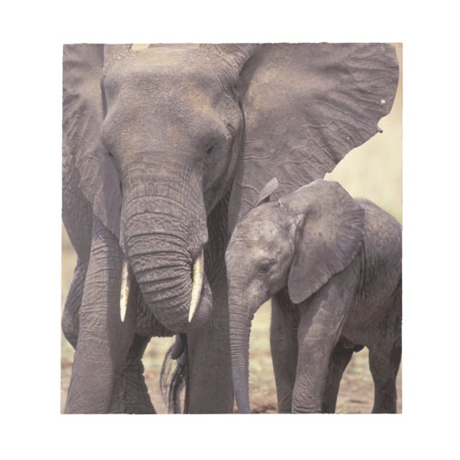 Afrika, Tansania, Tarangire-Nationalpark. 2 Notizblock (Vorderseite)