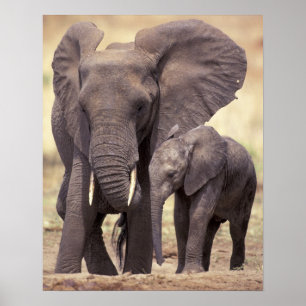Afrika, Tansania, Tarangire-Nationalpark. 2 Poster