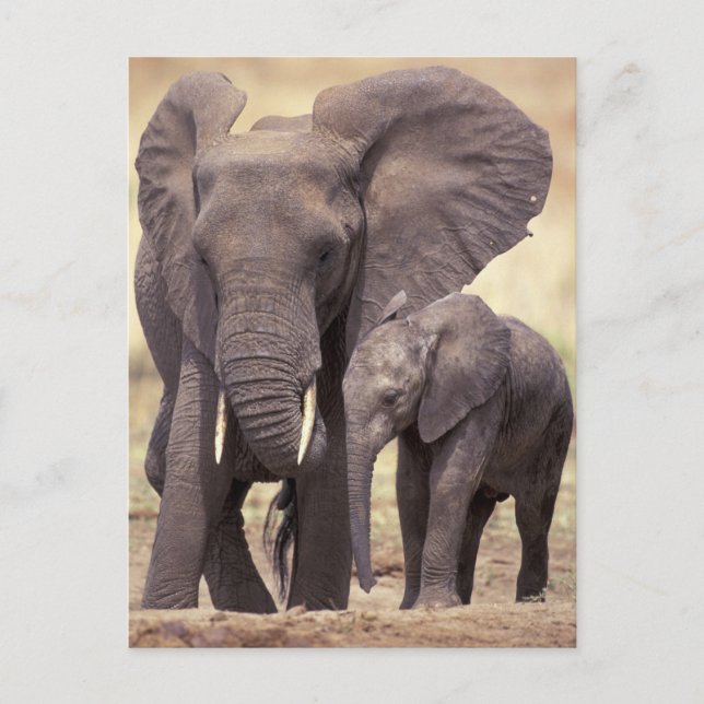 Afrika, Tansania, Tarangire-Nationalpark. 2 Postkarte (Vorderseite)