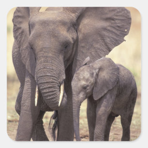 Afrika, Tansania, Tarangire-Nationalpark. 2 Quadratischer Aufkleber