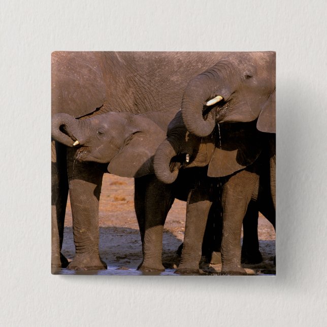 Afrika, Tansania, Tarangire-Nationalpark. Button (Vorderseite)